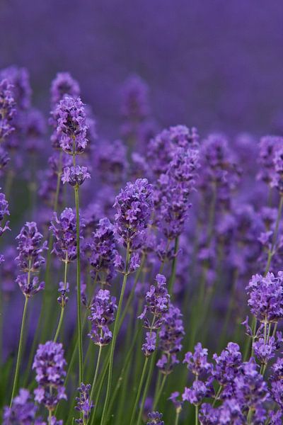 Lavendel (Spitze) von Jos Verhoeven