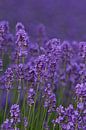 Lavendel (Spitze) von Jos Verhoeven Miniaturansicht