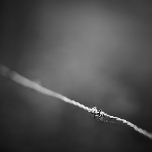 Stacheldraht in Großaufnahme