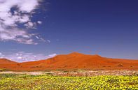 Flowers in the Namib - Namibia van W. Woyke thumbnail