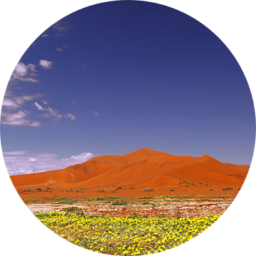 Flowers in the Namib - Namibia van W. Woyke