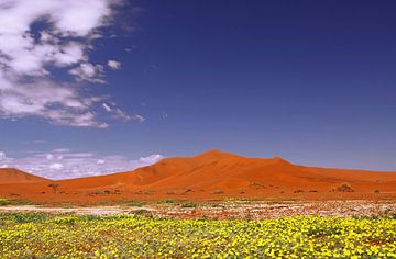 Flowers in the Namib - Namibia by W. Woyke