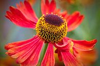 Echinacea by Rob Boon thumbnail