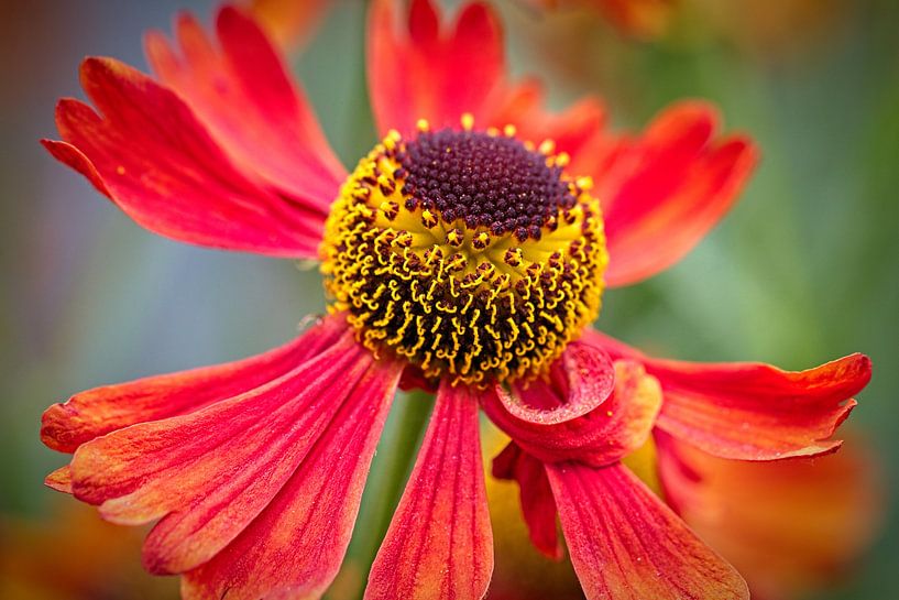 Echinacea by Rob Boon