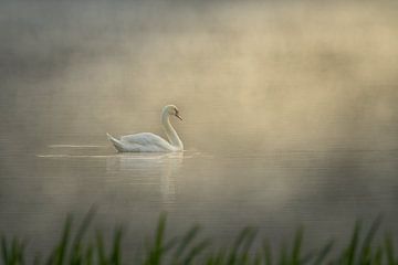 Swan on a lake during sunrise by John van de Gazelle