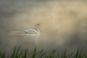 Schwan auf einem See bei Sonnenaufgang