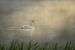 Schwan auf einem See bei Sonnenaufgang von John van de Gazelle