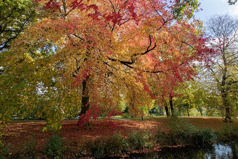 Park in autumn colours by Jani Moerlands