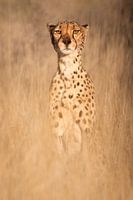 On the lookout - Cheetah