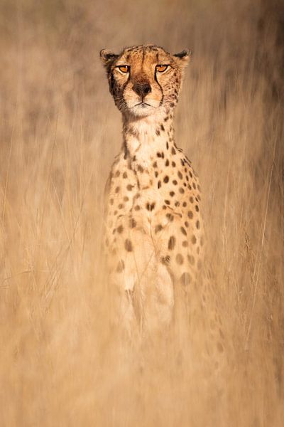 Auf der Suche - Gepard von Sharing Wildlife