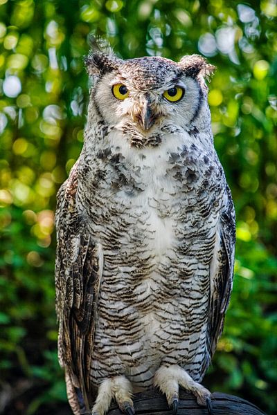Aigle américain hibou par Patricia Hofmeester