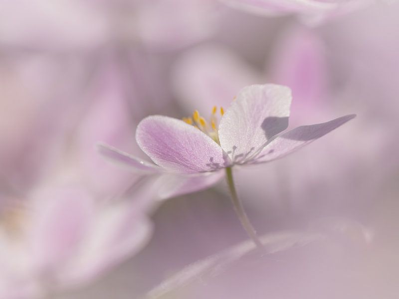 Roze by Jacqueline Heemskerk