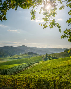 Sonnige Weinberglandschaft in Radda im Chianti, Toskana, Italien