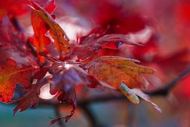 Kleurenspel by Cor Pot