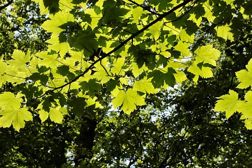 Zonlicht op een bladerendakje