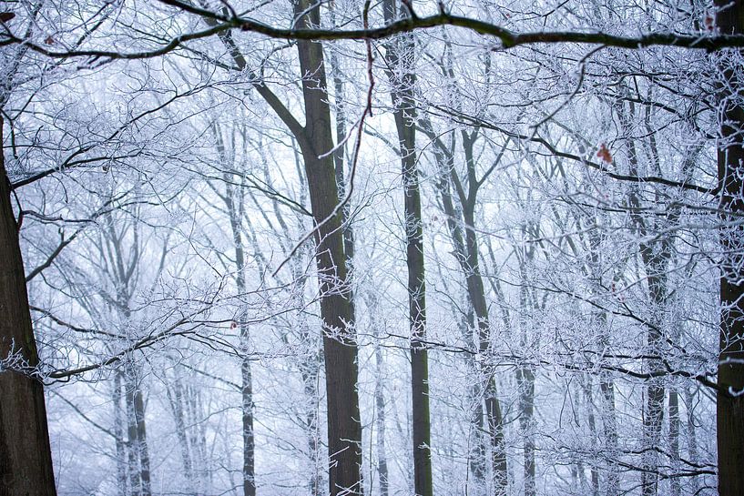 L'hiver aux Pays-Bas par Karijn | Fine art Natuur en Reis Fotografie