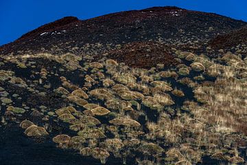 Etna vulkaan: plukjes gras op zwarte as en rode stenen van images4nature by Eckart Mayer Photography