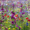Groningen, near Warffum, Colourful field of flowers. by Frans Lemmens