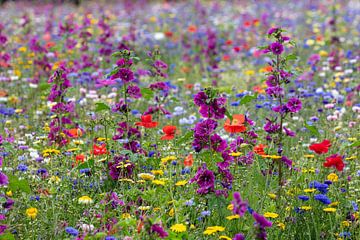 Groningen, near Warffum, Colourful field of flowers. by Frans Lemmens