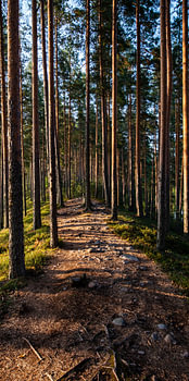 Path to freedom (deel 2 van drieluik)