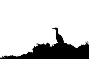 Silhouette de cormoran sur Menno van Duijn