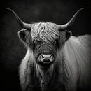 Bœuf Highland Noir Blanc par Daniel Kogler Aperçu