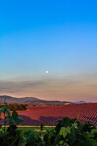 Lavender Moon I van Marcel de Groot