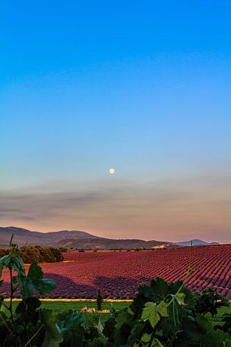 Lavender Moon I