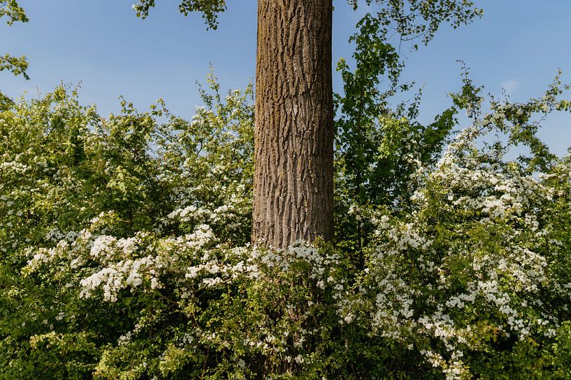 Natur von Myrthe Vlasveld