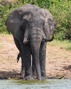 Afrikaanse olifant (Loxodonta africana), Uganda van Alexander Ludwig