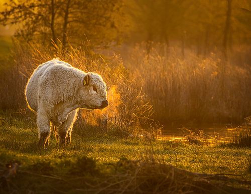 Koe in polder