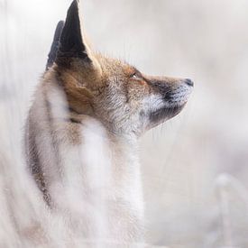 Fox hört ein Flugzeug von Monique van Genderen (in2pictures.nl fotografie)