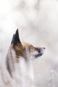 Fox hört ein Flugzeug