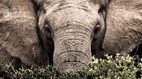 Portret van een wilde olifant van heel dichtbij van Heleen van de Ven thumbnail