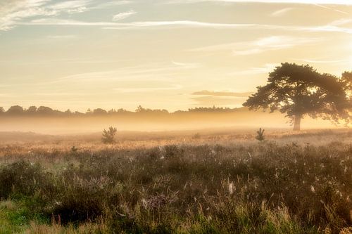 Mistige zonsopkomst op de hei