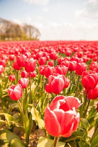 Blühende rote und rosa Tulpen in einem Feld an einem schönen Frühlingstag