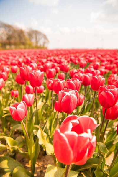 Blossoming red and pink tulips in a field  during a beautiful spring day by Sjoerd van der Wal Photography