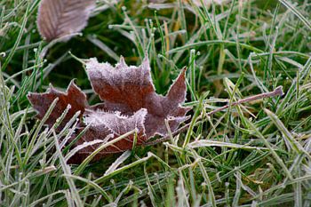 a fallen leaf with black ice