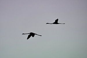 L'élégance en mouvement Silhouette de flamants roses sur fond de ciel frais
