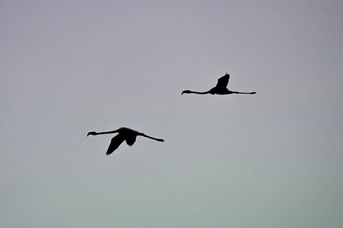 Elegantie in Beweging Silhouet van Flamingo's tegen een Koele Hemel