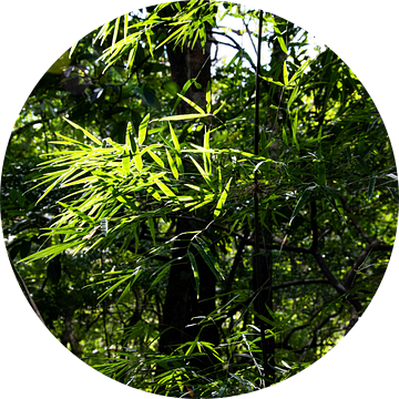Bamboe verticaal in de jungle; bladeren jungle van Bianca ter Riet