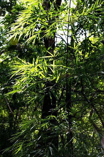 Bambus vertikal im Dschungel