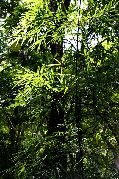 Bamboe verticaal in de jungle; bladeren jungle van Bianca ter Riet