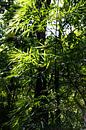 Bamboe verticaal in de jungle; bladeren jungle van Bianca ter Riet thumbnail