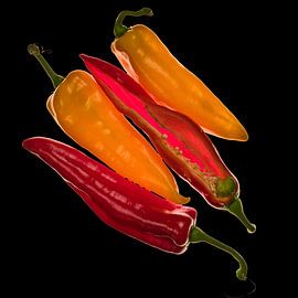 Paprika 2 von Fotogallery