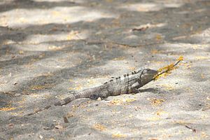 Schwarzer Leguan - Costa Rica