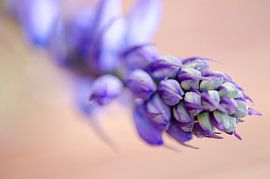 Paarse wilde bloemen van Ellinor Creation