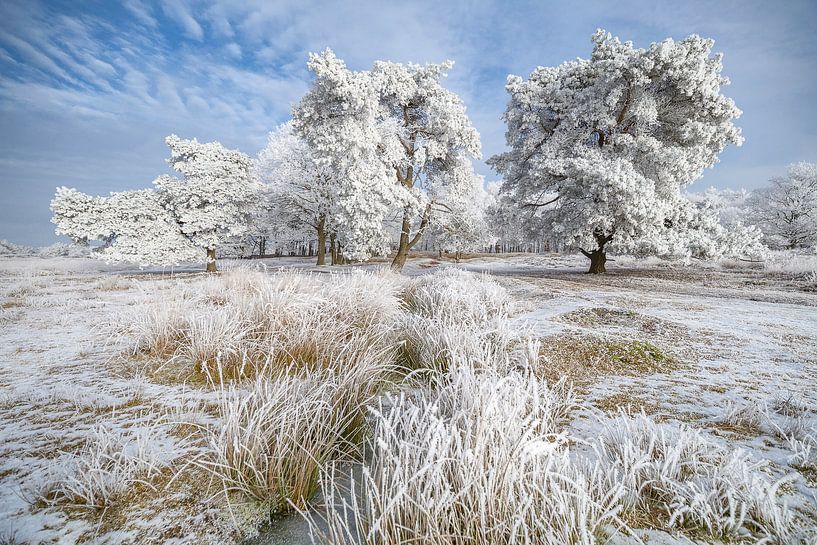 Berijpte bomen in winters landschap van Peter Bolman