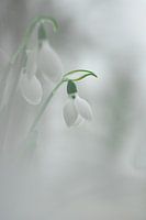 Perce-neige