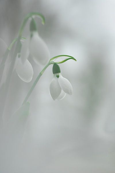 Perce-neige par Jolanda van der Molen